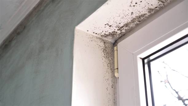 Best Mold Damage Repair  in Ponderosa Pine, NM