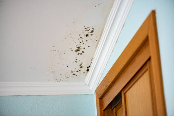 Best Professional Mold Removal  in Ponderosa Pine, NM