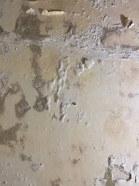  Ponderosa Pine, NM Mold Removal Pros